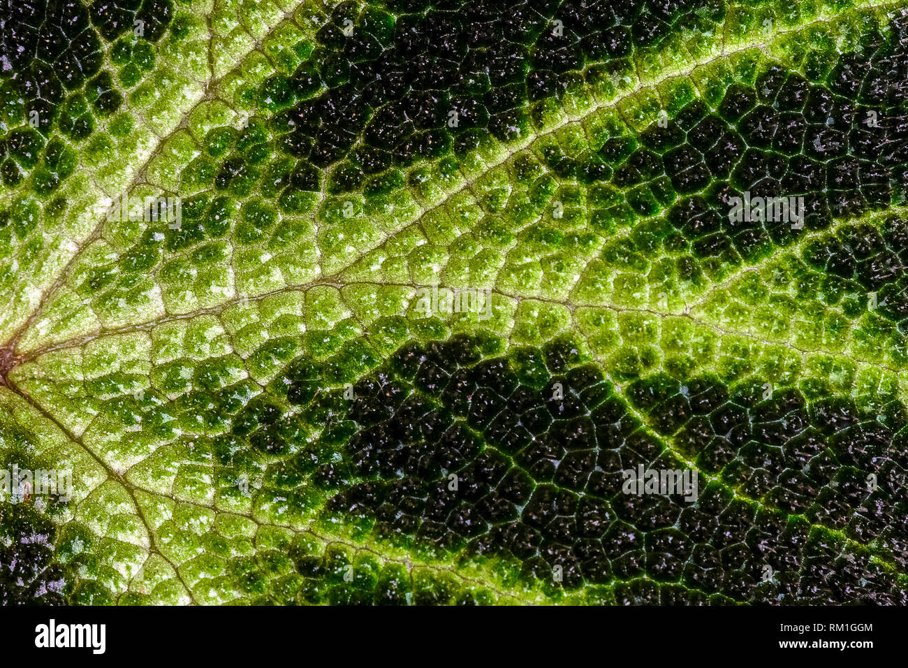close up texture of colorful leaves of Green Episcia cupreata plant Stock Photo