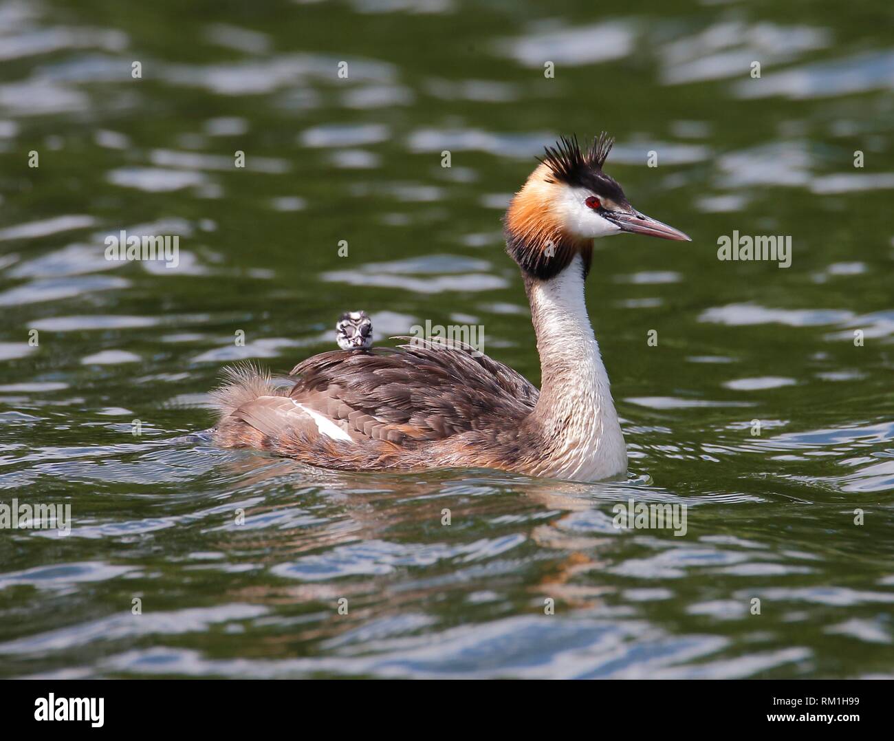 Great Crested Grebe (Podiceps cristatus) with chicks, Vastervik, Smaland, Sweden Stock Photo