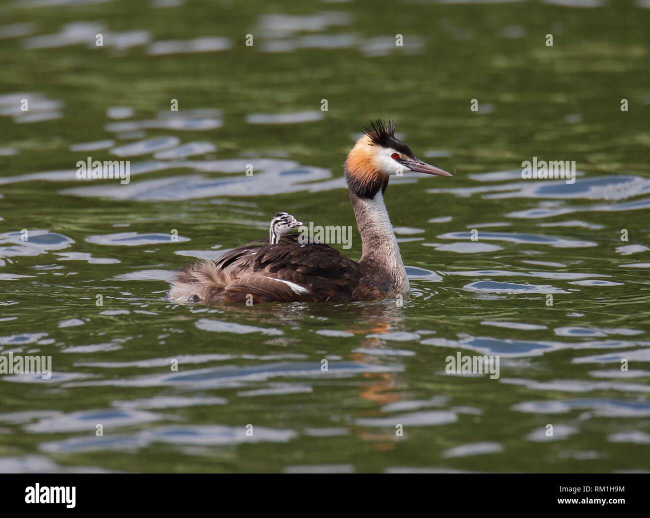 Great Crested Grebe (Podiceps cristatus) with chicks, Vastervik, Smaland, Sweden Stock Photo