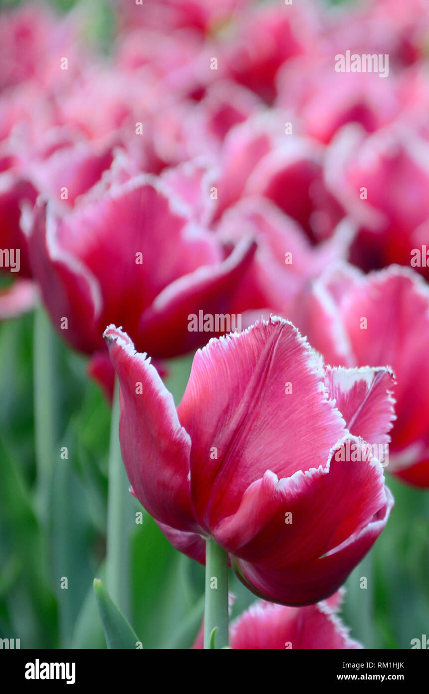 Picture of beautiful tulips on shallow deep of field. Purple field of