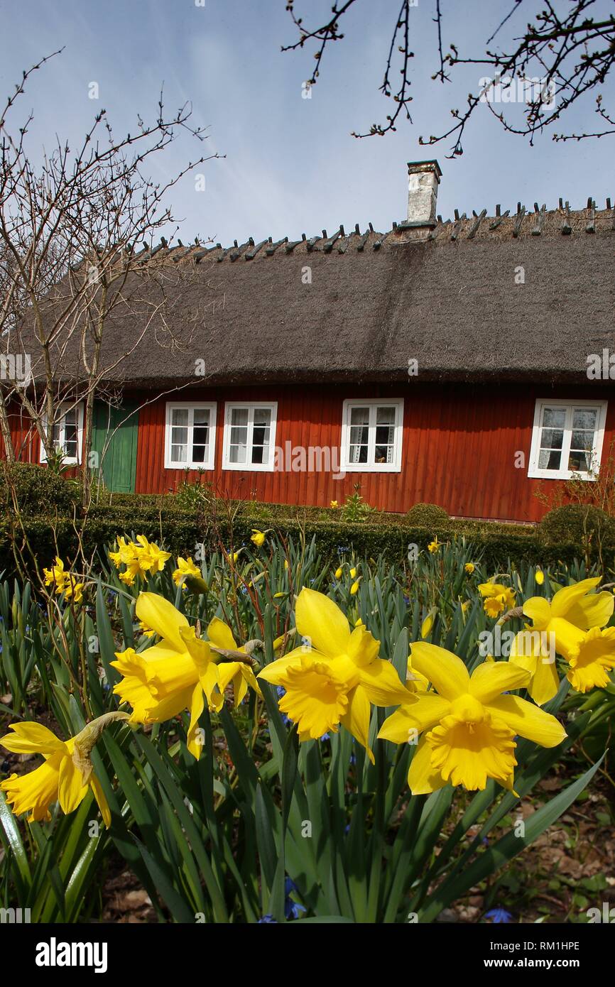 Daffodil and farmers house. Skansen, Stockholm, Sweden Stock Photo Alamy