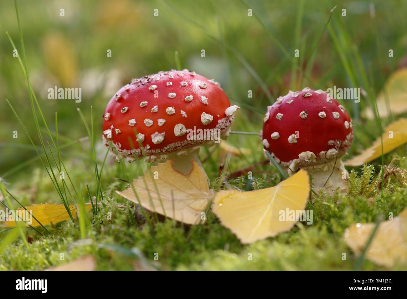 Fly agaric, Stockholm, Sweden Stock Photo