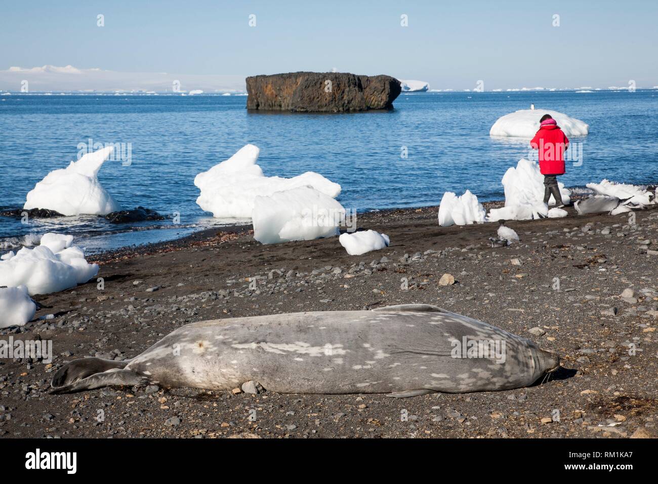 Antarctica. A Japanese tourist near Weddell seal (Leptonychotes weddelli) on the rocky beach of Brown Bluff. East coast of Tabarin Peninsula, on the Stock Photo