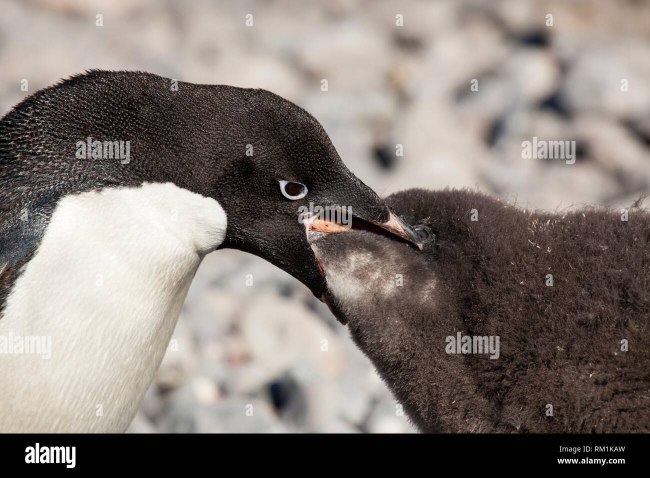 Antarctic penguin eating hires stock photography and images Alamy