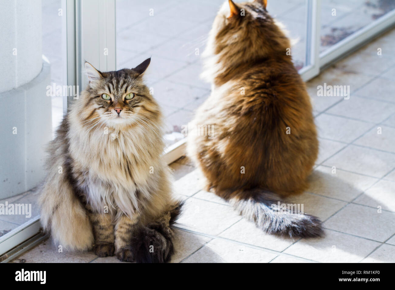 hypoallergenic fluffy cats