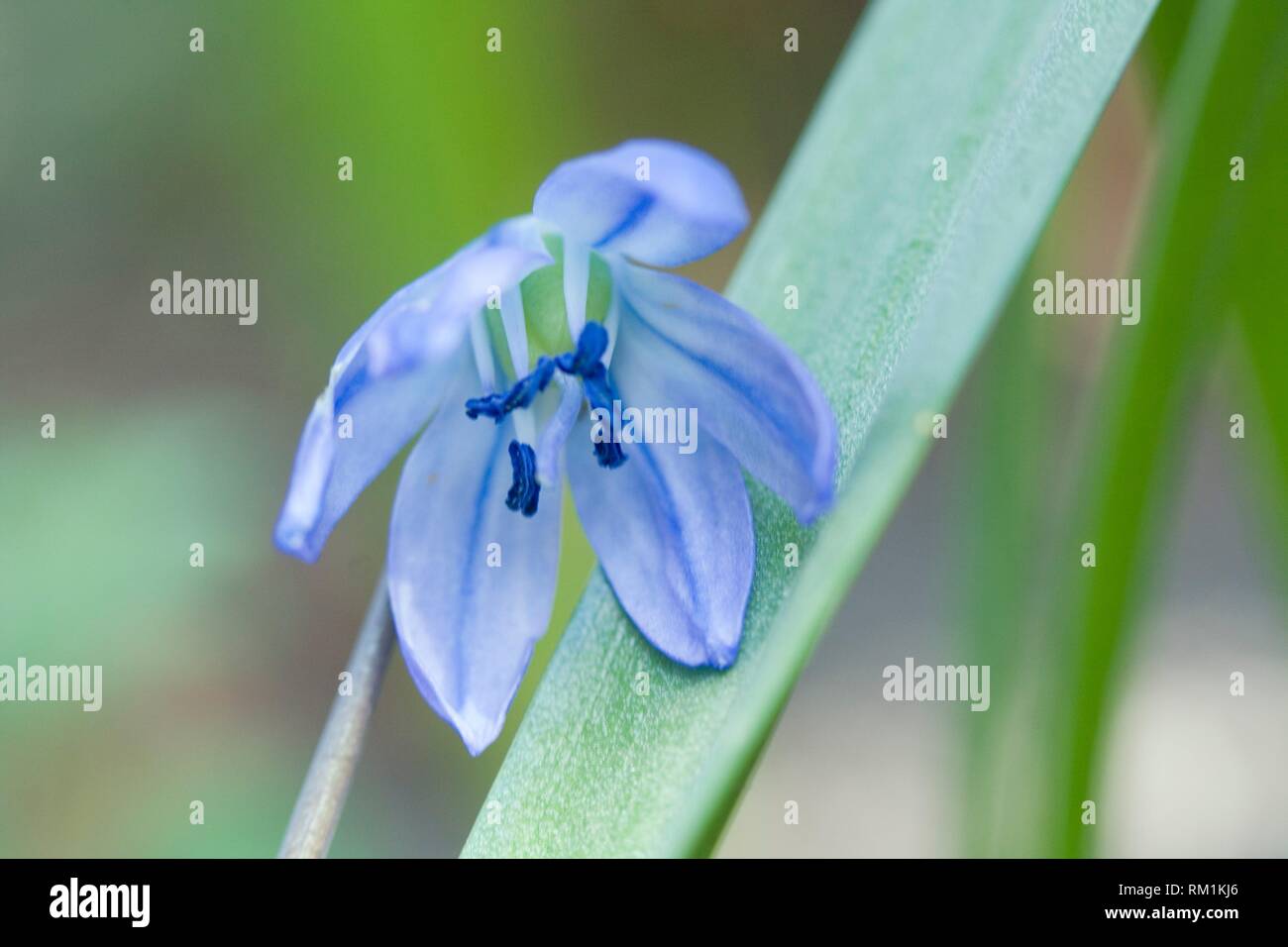 Siberian Squill, Othocallis siberica. Small blue woodland wildflower and garden flower once classed as Hyacinthaceae and earlier as Liliaceae. Stock Photo