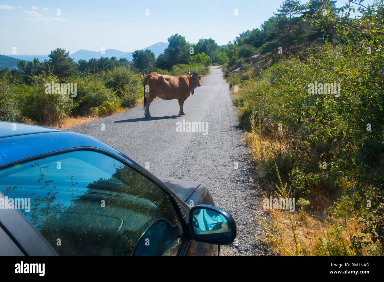 Cow in the middle of the road. Stock Photo
