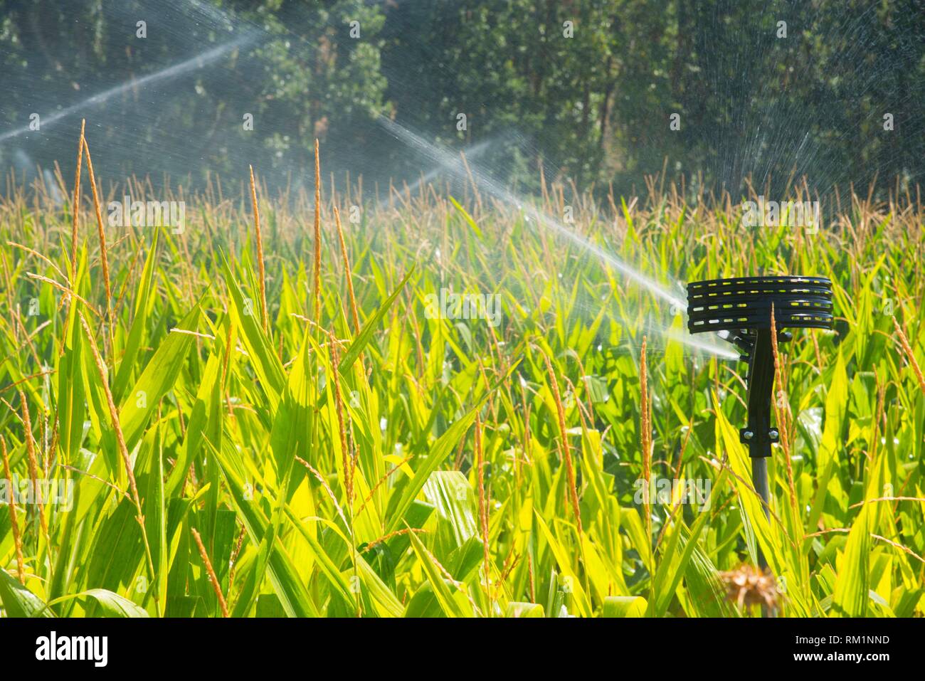 Irrigation system in corn field Stock Photo Alamy