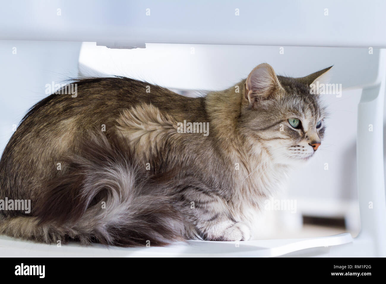 purebred siberian cat