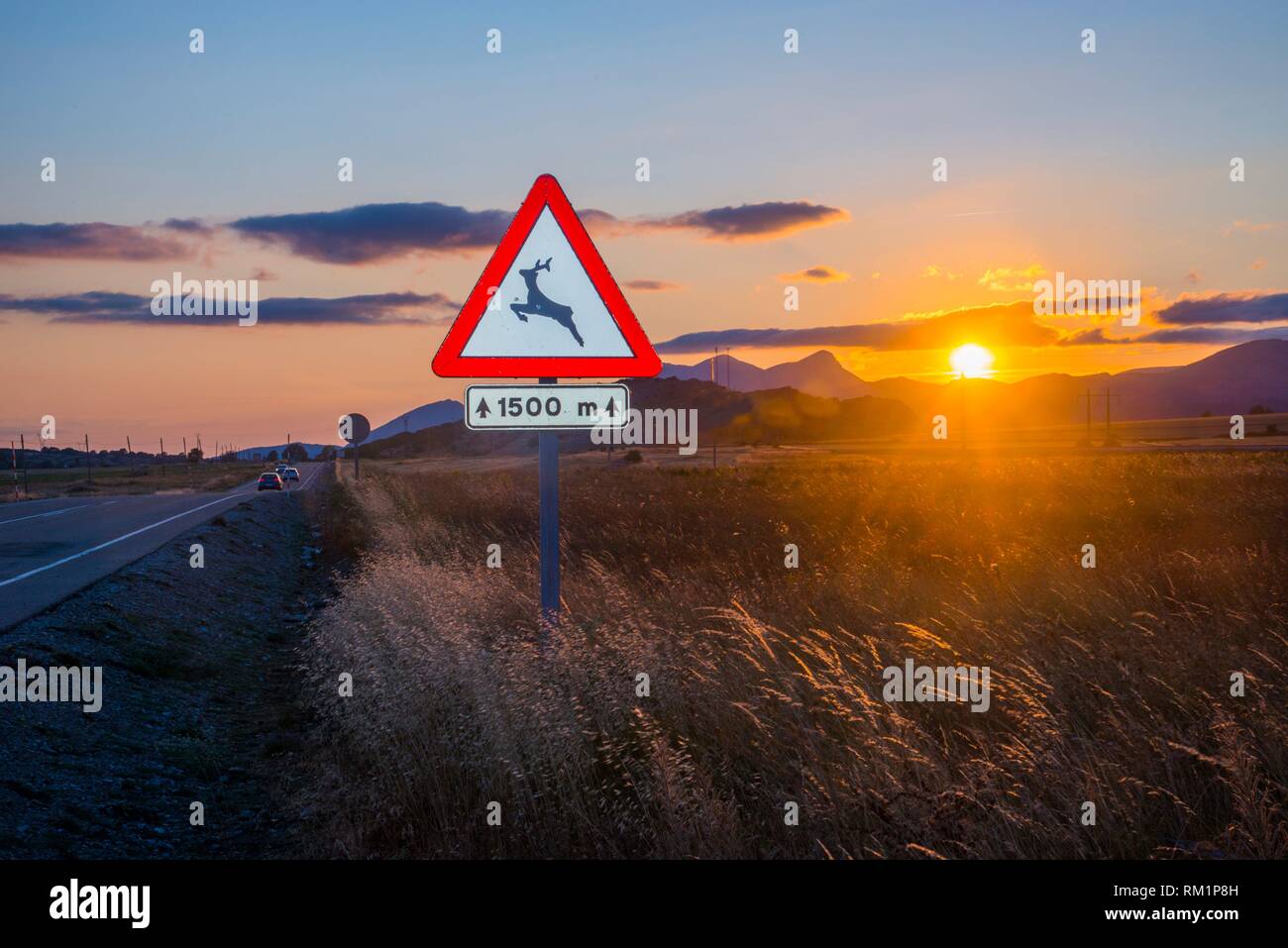Wild animals traffic sign, byway and sunset landscape. Montaña Palentina, Spain. Stock Photo
