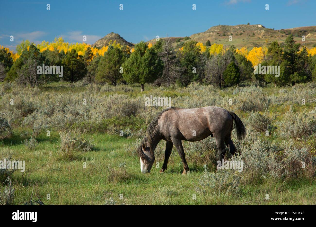 Wild horse, Theodore Roosevelt National Park-South Unit, North Dakota. Stock Photo