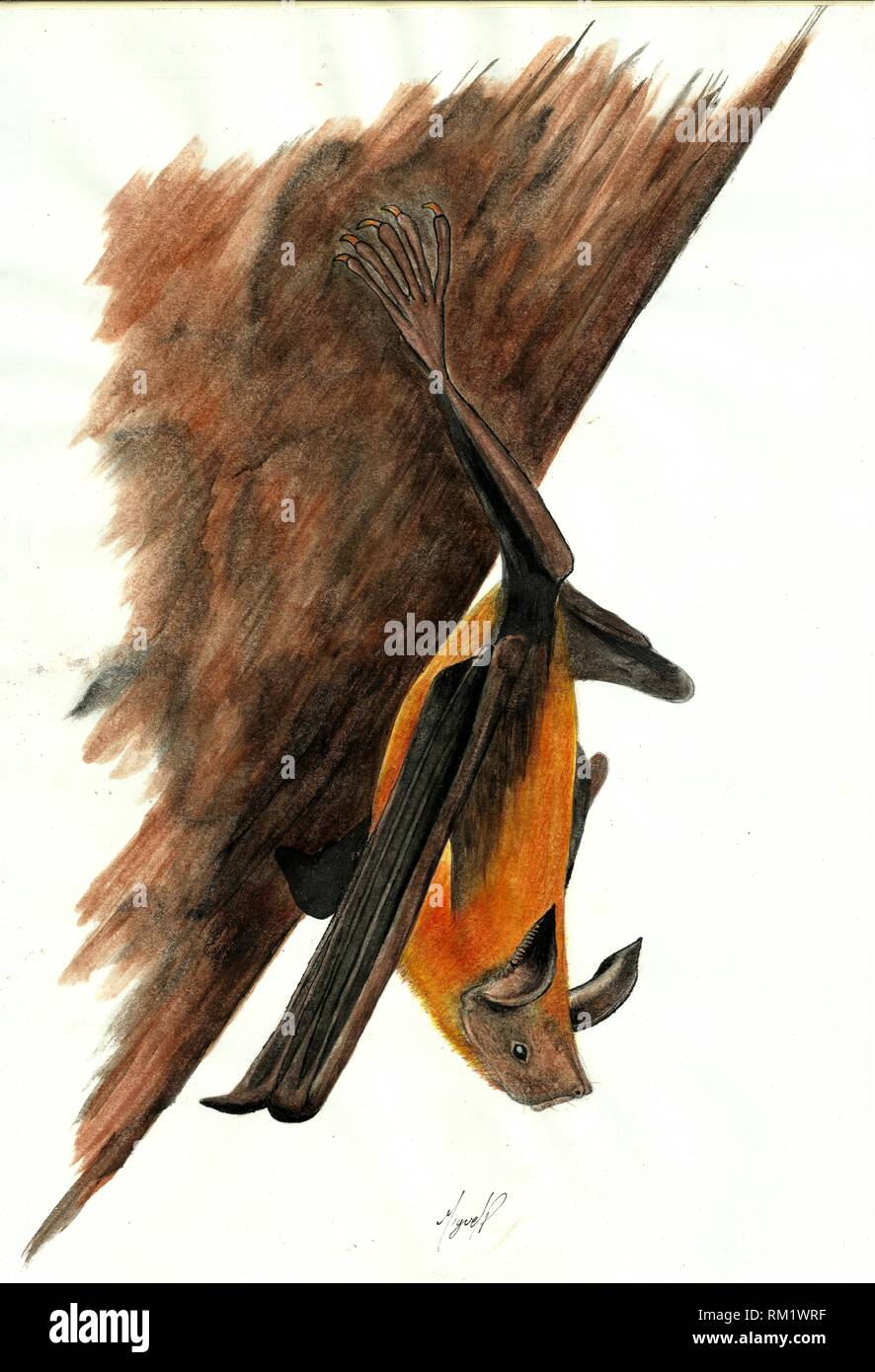 illustration of a Noctilio leporinus, made in colored pencils by hand. Stock Photo