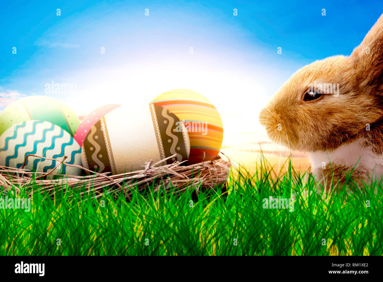Colorful easter eggs in the nest and little bunny on grass with sunset ...