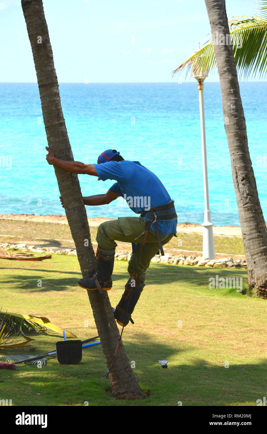 Gardener in harness climbing up a coconut (Cocos nucifera) palm tree to cut  off dead branches in a tropical coastal garden. Man at work, work safety  Stock Photo - Alamy
