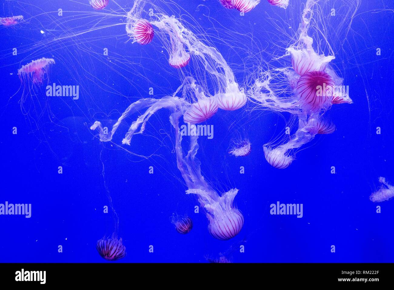 jellyfish aquarium in the Oceanografic of Valencia Stock Photo