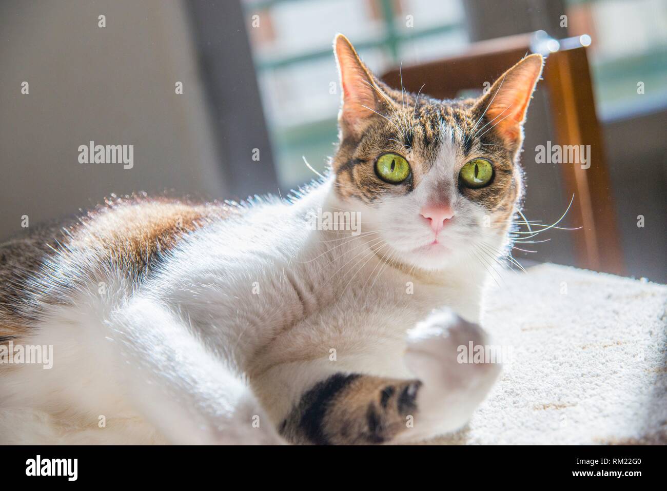 Tabby cat sunbathing hi-res stock photography and images - Alamy