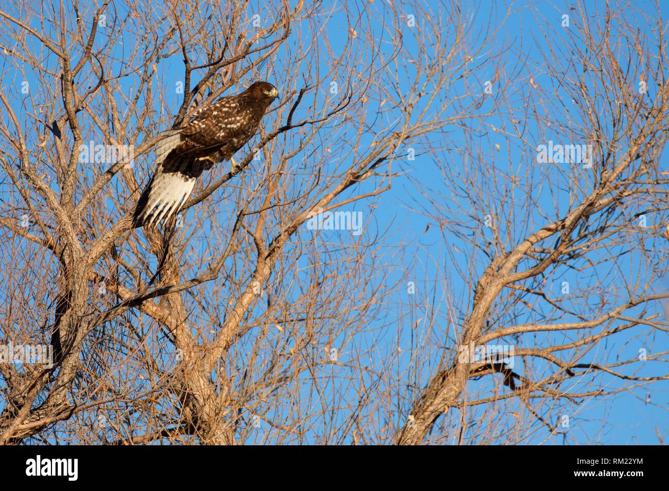 Zone-tailed hawk (Buteo albonotatus), Bernardo Wildlife Management Area, New Mexico. Stock Photo