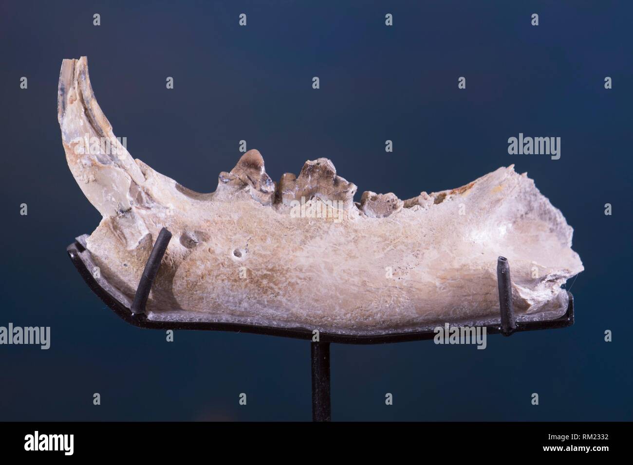 Lake cat (Puma lacustris) fossil jaw, Hagerman Fossil Beds National  Monument, Idaho Stock Photo - Alamy