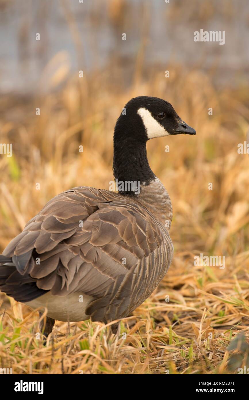 Dusky canada goose hi-res stock photography and images - Alamy