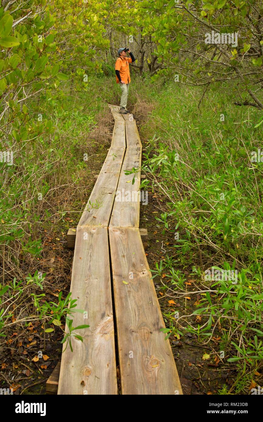 Boardwalk through mangrove forest, Pine Island Conservation Area, Florida. Stock Photo