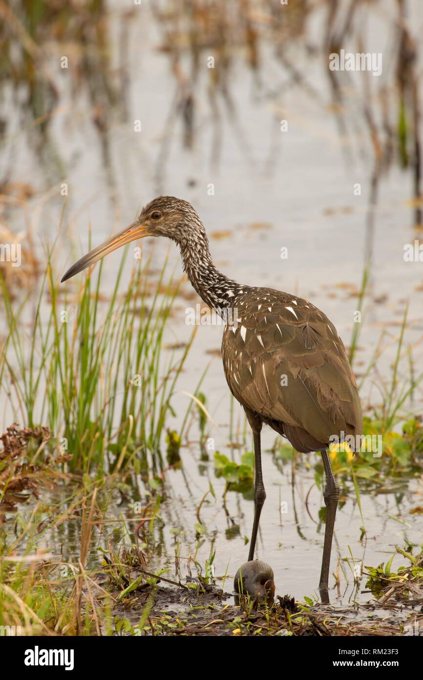 Florida wildlife management area - Limpkin Aramus Guarauna T M Goodwin Wildlife Management Area Florida RM23F3