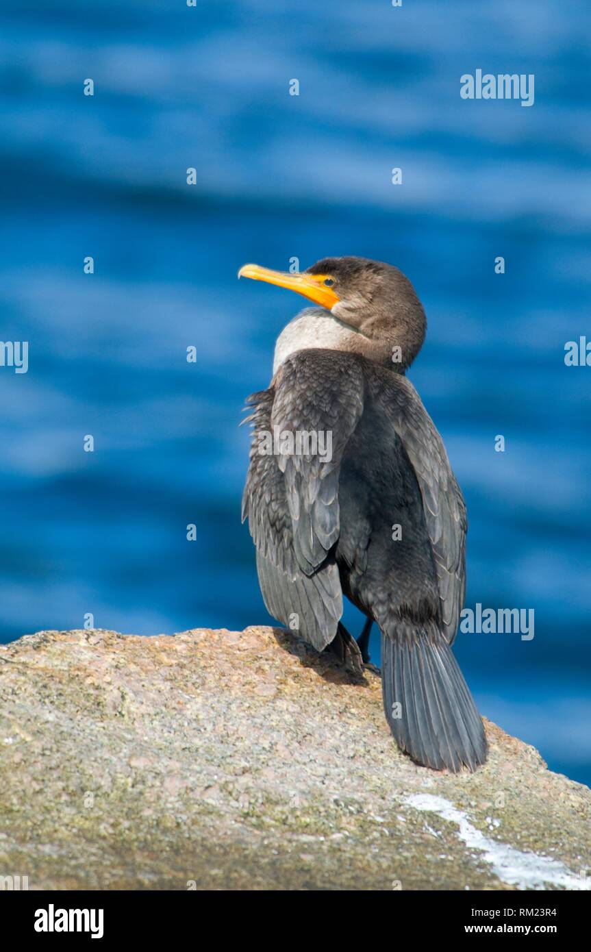 Rockland breakwater hires stock photography and images Alamy
