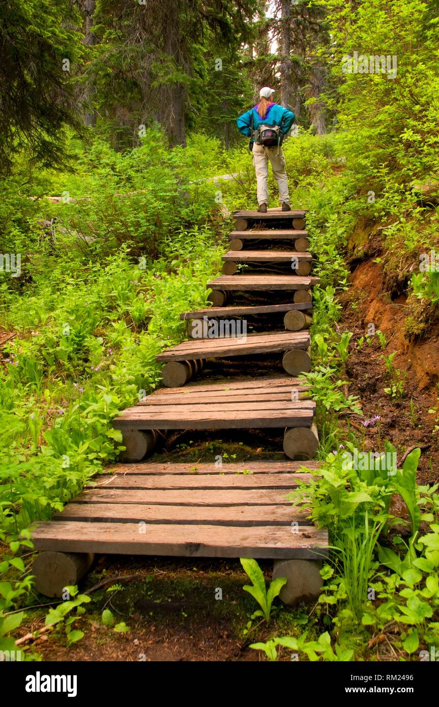 Cliff Lake Trail stairs, Lolo National Forest, Montana Stock Photo Alamy