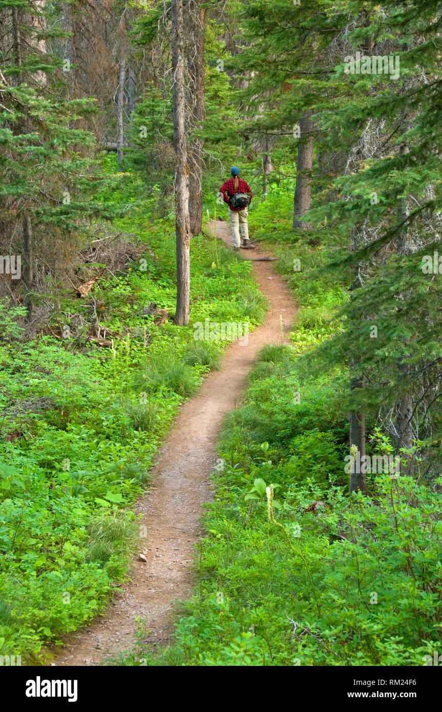 paradise outdoor living forest lake on Paradise Point Trail Glacier National Park Montana Stock Photo Alamy