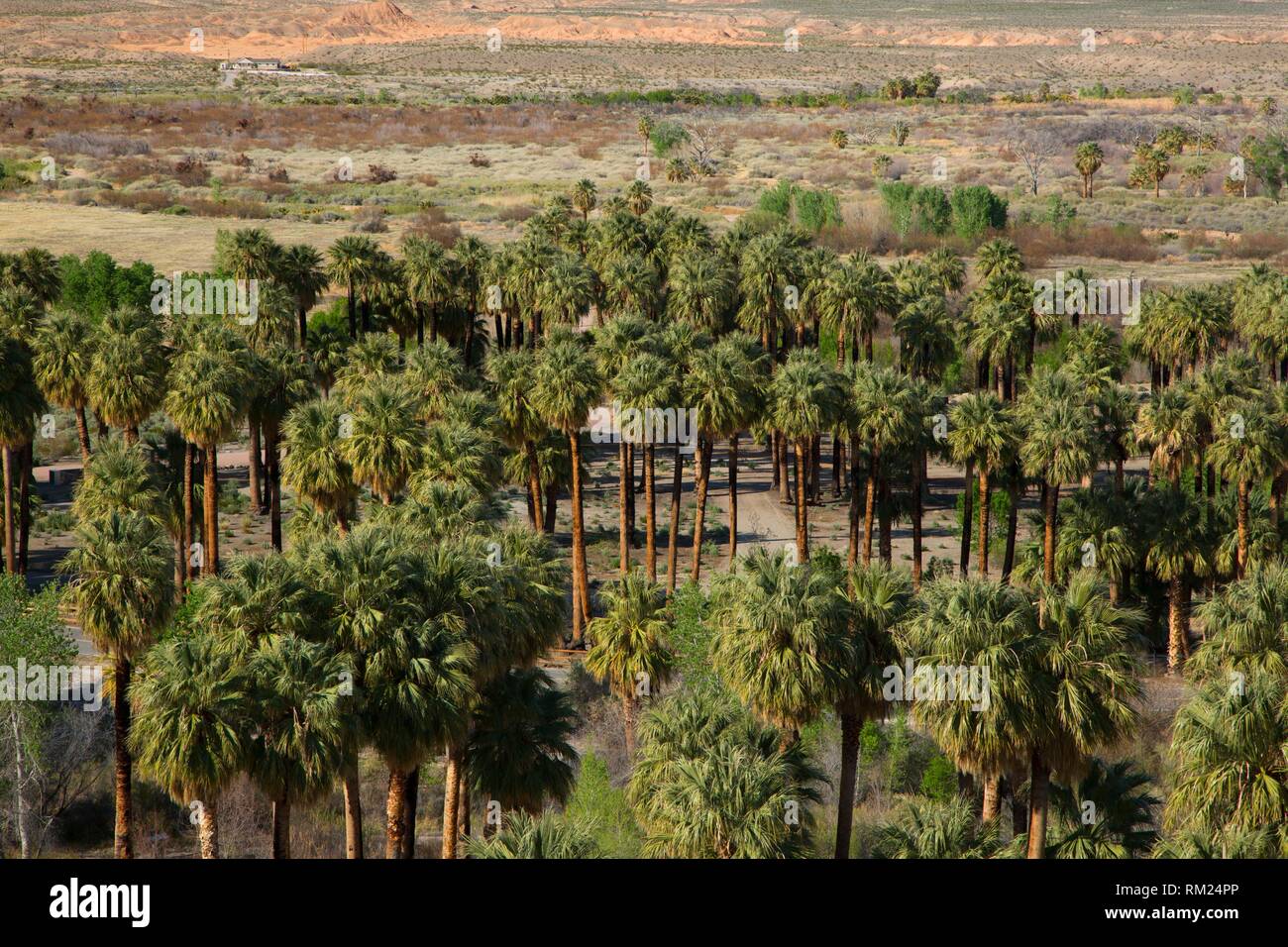 Moapa valley wildlife hires stock photography and images Alamy