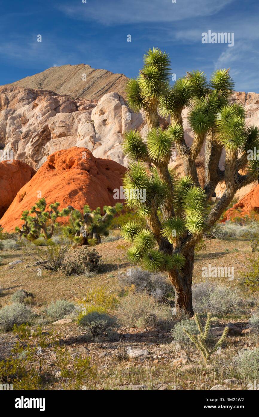 Joshua tree near Whitney Pockets, Gold Butte National Monument, Nevada. Stock Photo