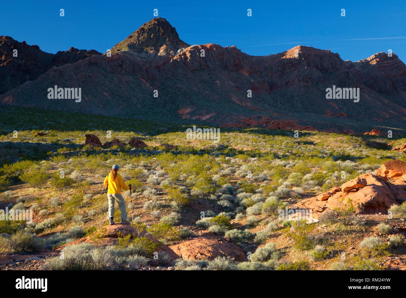 Mojave creosote bush hi-res stock photography and images - Alamy