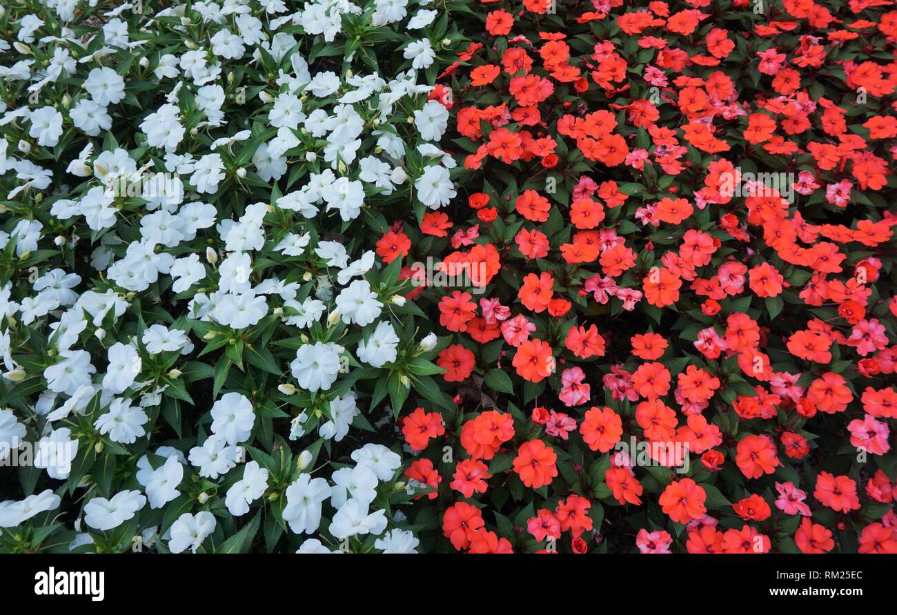 Flower Bed Of Red And White Impatiens In Full Bloom Stock Photo Alamy