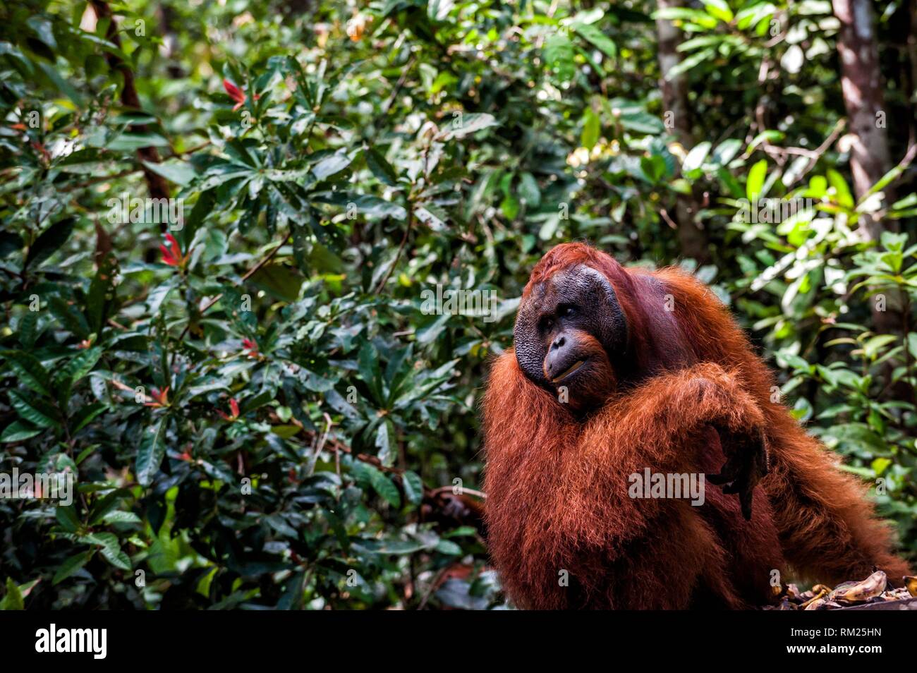 Alpha male Orangutan eating in Tanjung Harapan Camp, Tanjung Puting National Park (Central Kalimantan Province, Borneo, Indonesia). Stock Photo