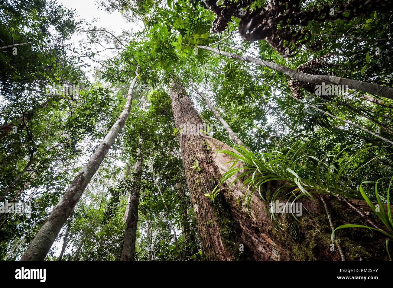 Tropical rainforest in Tanjung Puting National Park (Central Kalimantan Province, Borneo, Indonesia). Stock Photo