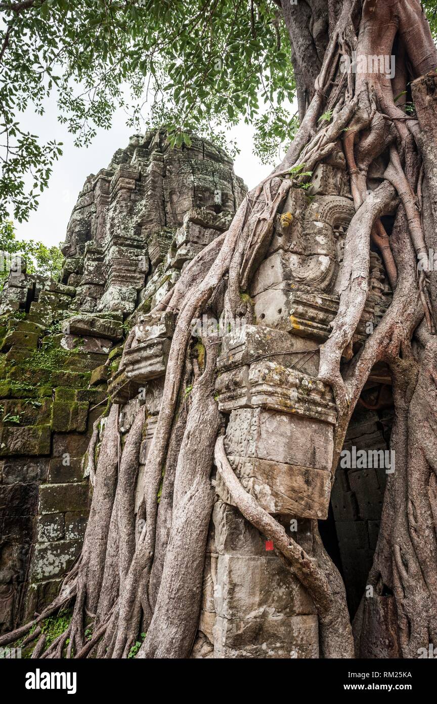Tree roots growing in the east gate of Ta som Temple in Angkor compound ...