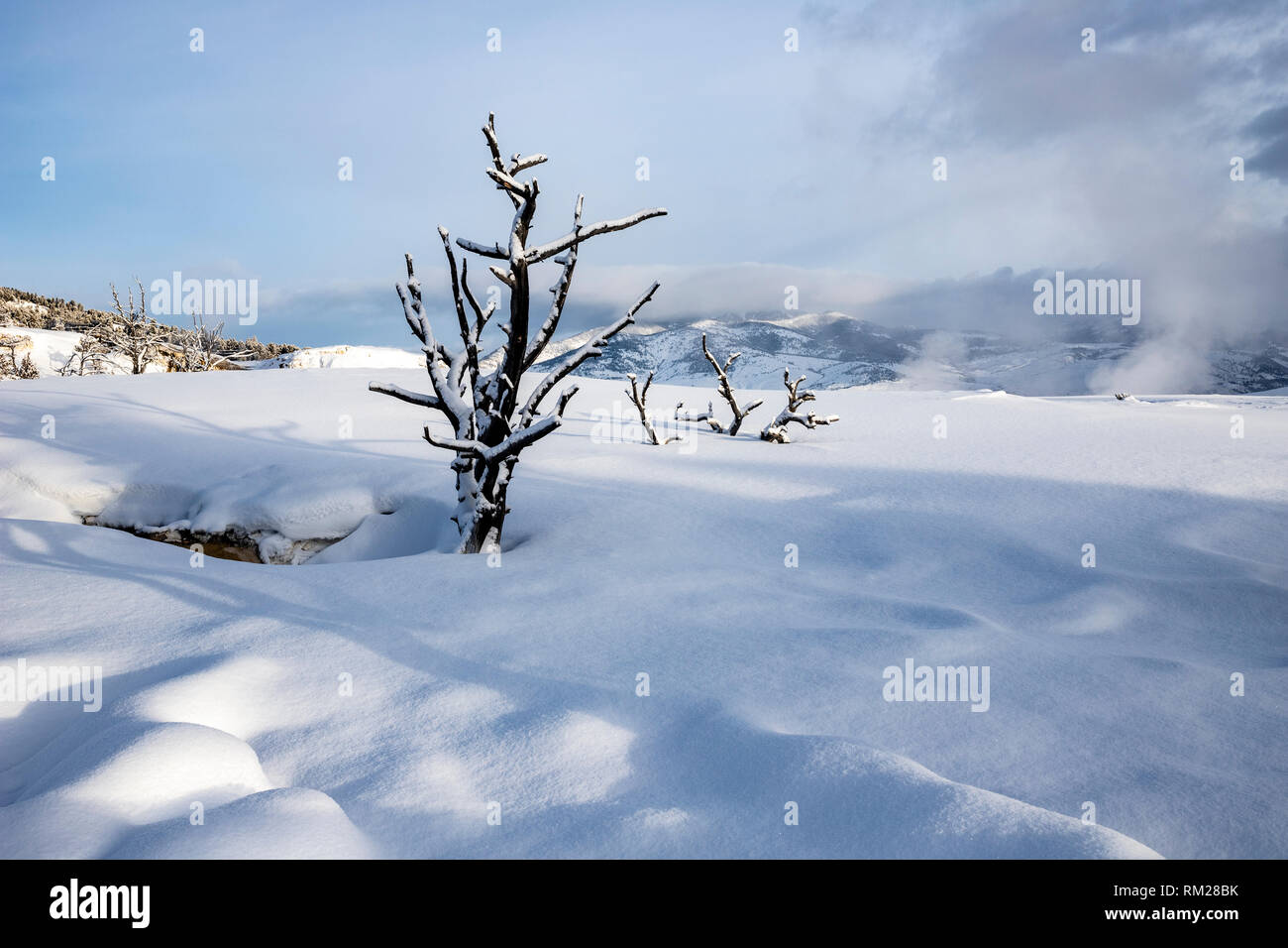 WY03637-00...WYOMING - Snow covered Upper Terraces of Mammoth Hot Springs in Yellowstone National Park. Stock Photo