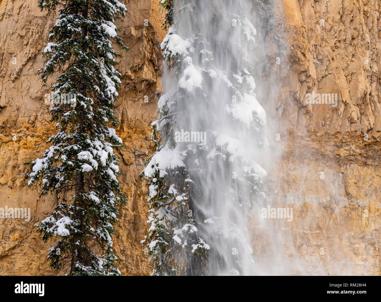 WY03660-00...WYOMING -- Smow falling of trees in Pebble Creek Canyon of Yellowstone National Park. Stock Photo