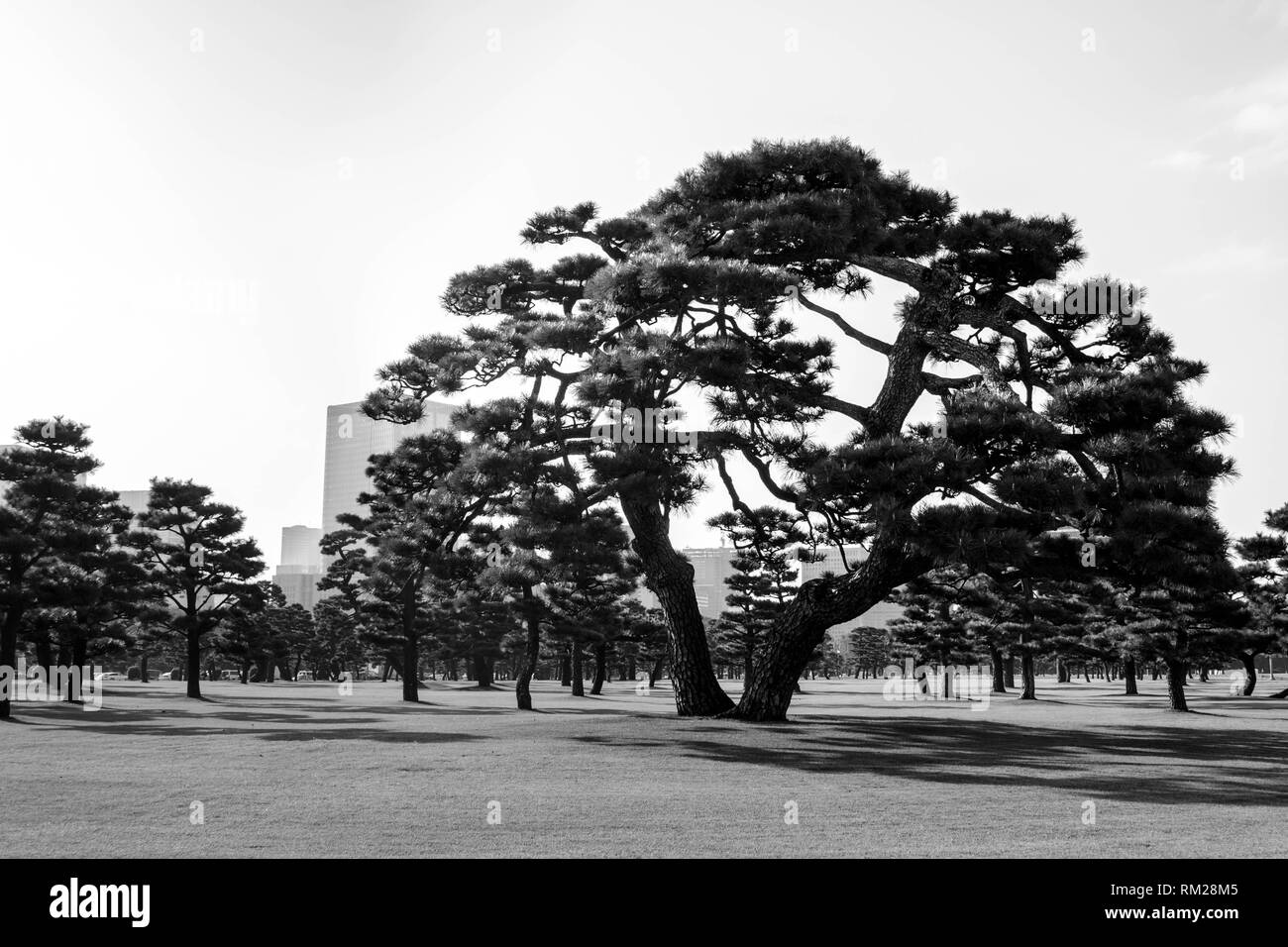 Japanese Black Pines on the grassy lawn of the Imperial Palace, Tokyo, Japan. The skyline of Tokyo can be seen in the background. Stock Photo