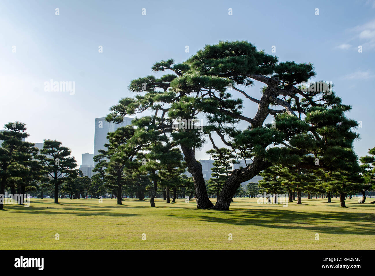 Japanese Black Pines on the grassy lawn of the Imperial Palace, Tokyo, Japan. The skyline of Tokyo can be seen in the background. Stock Photo