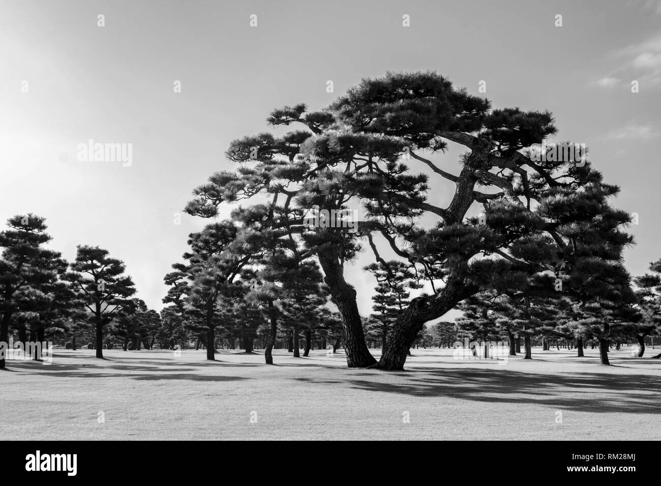 Japanese Black Pines on the grassy lawn of the Imperial Palace, Tokyo, Japan - grayscale, green filter Stock Photo