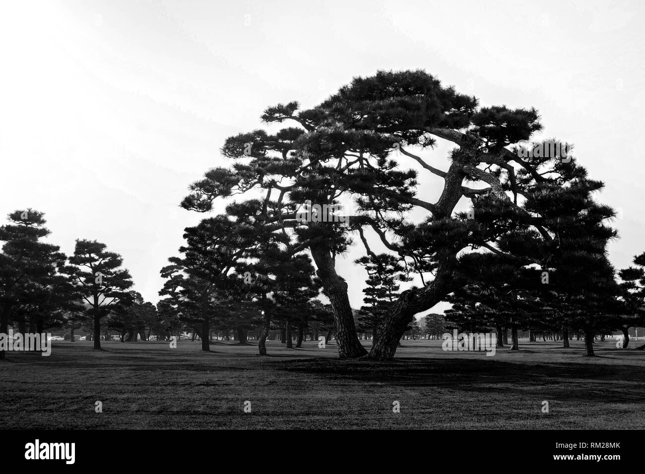 Japanese Black Pines on the grassy lawn of the Imperial Palace, Tokyo, Japan - High Contrast grayscale with a blue filter Stock Photo