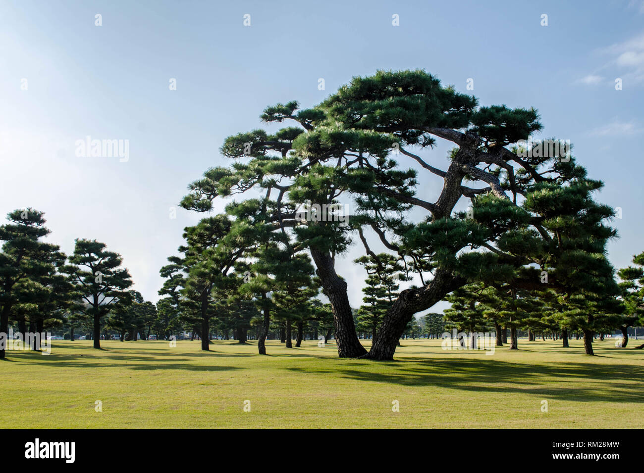 Japanese Black Pines on the grassy lawn of the Imperial Palace, Tokyo, Japan Stock Photo
