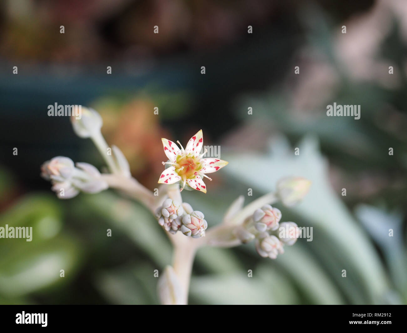 Succulent plant with cute star shaped flowers that have red spots on them Stock Photo