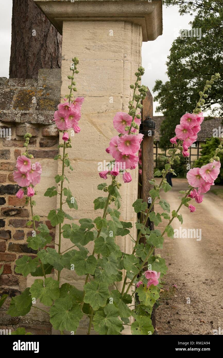 Old fashioned pink hollyhock flowers at the stone and brick entrance gateway to The Grange in Frampton on Severn, the Cotswolds, England. Stock Photo