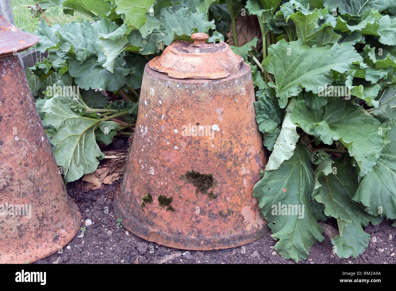 Old fashioned bell shaped rhubarb forcers and rhubarb leaves in a kitchen garden, Frampton on Severn, the Cotswolds, England. Stock Photo
