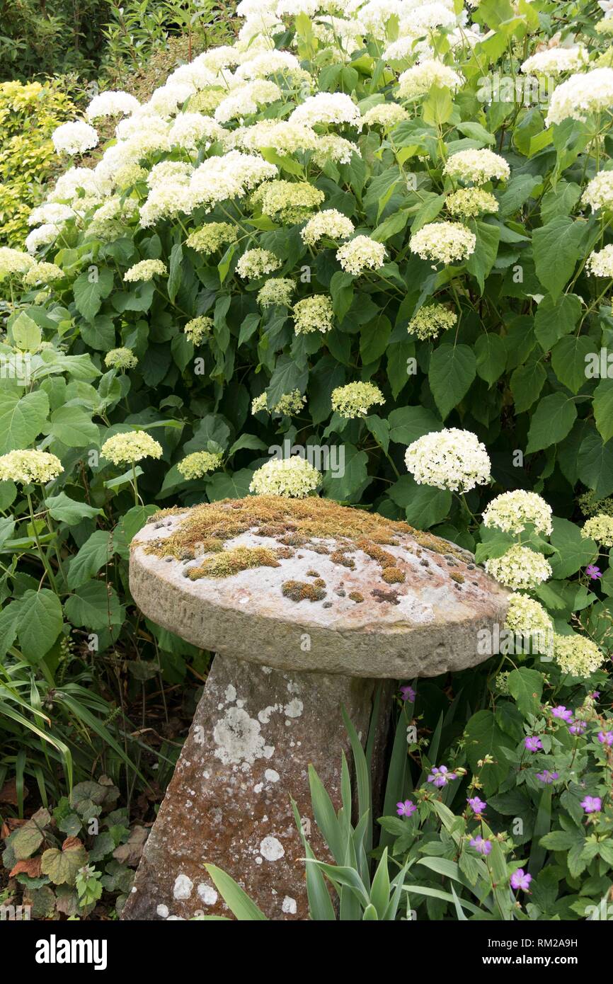 Lichen covered curved stone sculpture nestling under curved white blossom florets in the gardens of Frampton on Severn, the Cotswolds, England. Stock Photo