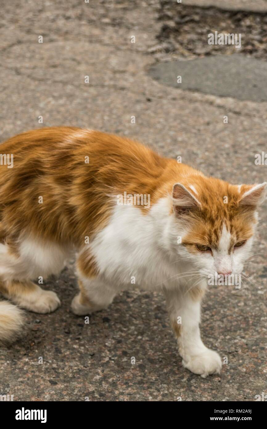 Predatory ginger and white cat with orange eyes padding along the broken tarmac´d road, the Cotswold´s, England. Stock Photo