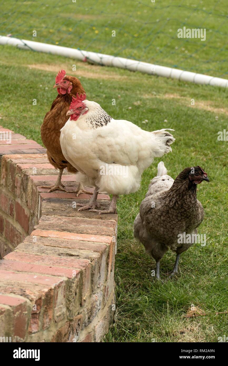Rare breed hens, Light Sussex, Buff Orpington and Blue Orpington, on the village green in Frampton on Severn, the Cotswolds, England. Stock Photo