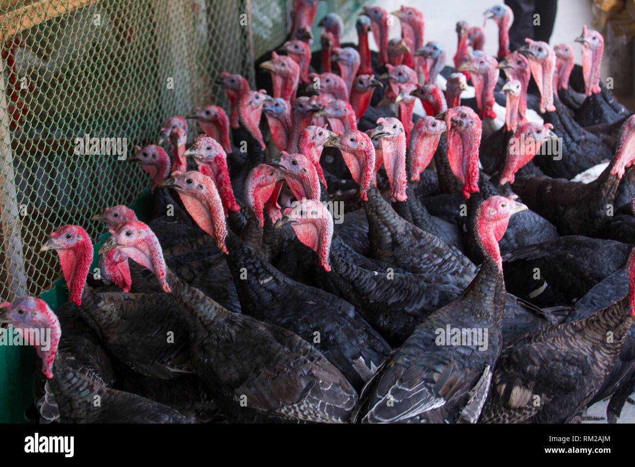 Turkey Farm on Savar, Bangladesh Stock Photo Alamy