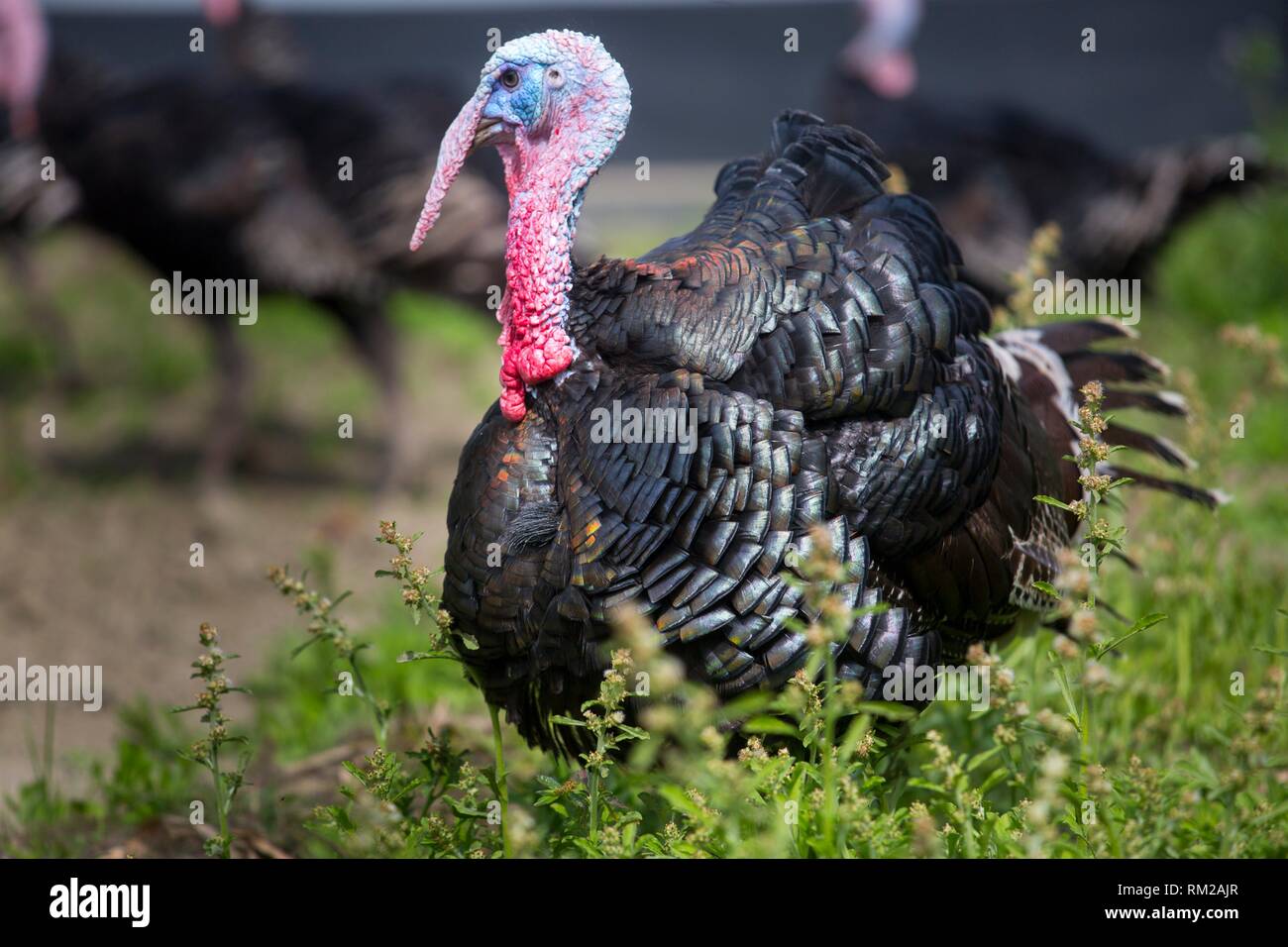 Turkey Farm on Savar, Bangladesh Stock Photo Alamy